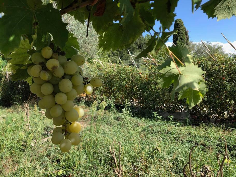 La Vigna Agriturismo Villa Сиена Екстериор снимка