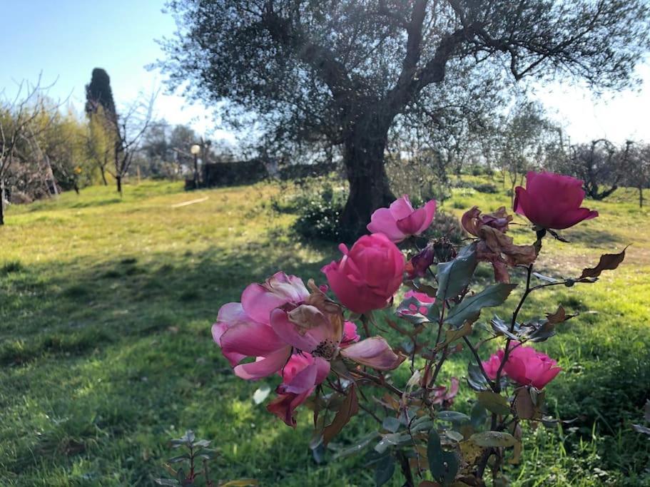 La Vigna Agriturismo Villa Сиена Екстериор снимка