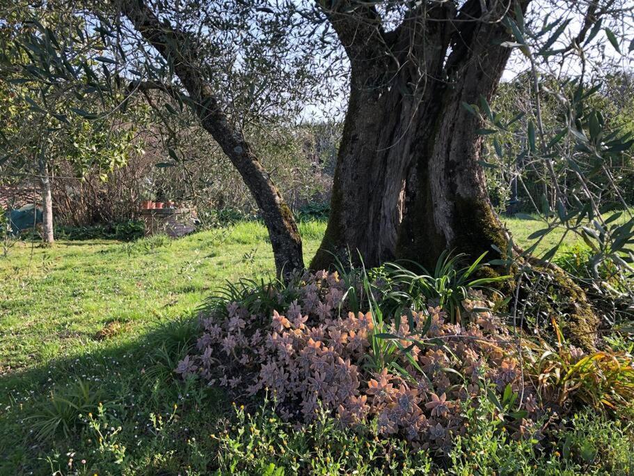 La Vigna Agriturismo Villa Сиена Екстериор снимка