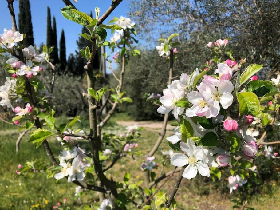 La Vigna Agriturismo Villa Сиена Екстериор снимка