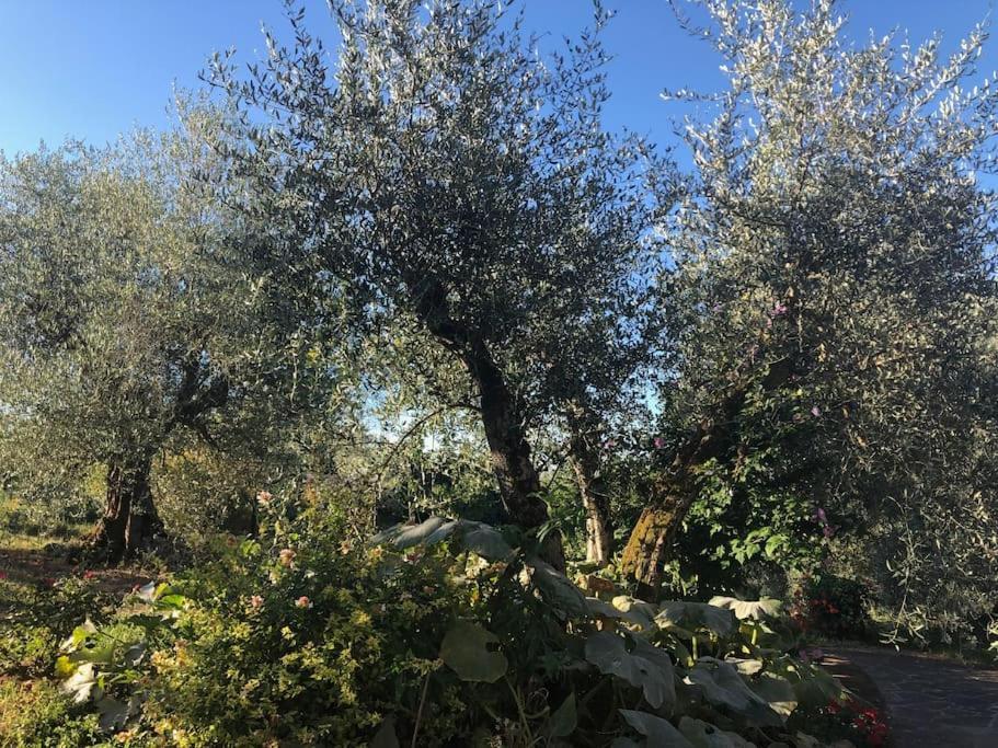 La Vigna Agriturismo Villa Сиена Екстериор снимка