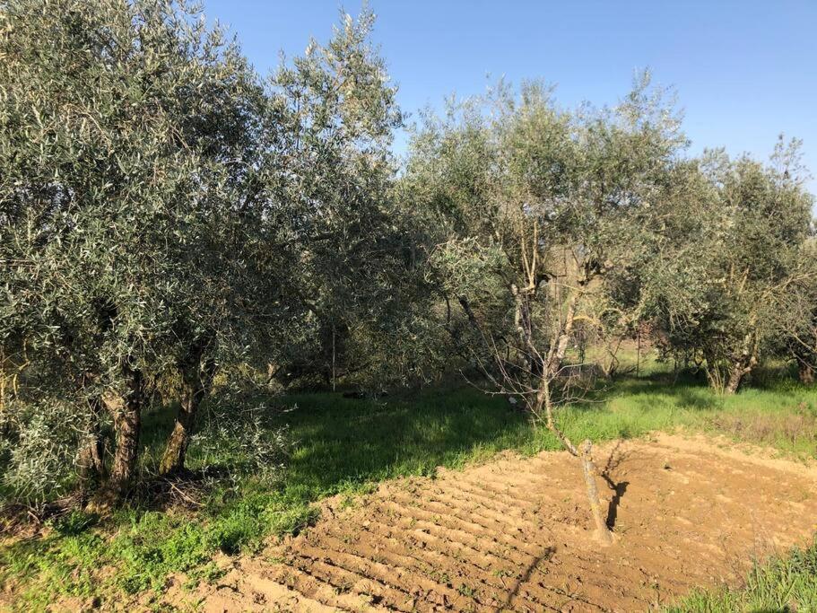 La Vigna Agriturismo Villa Сиена Екстериор снимка