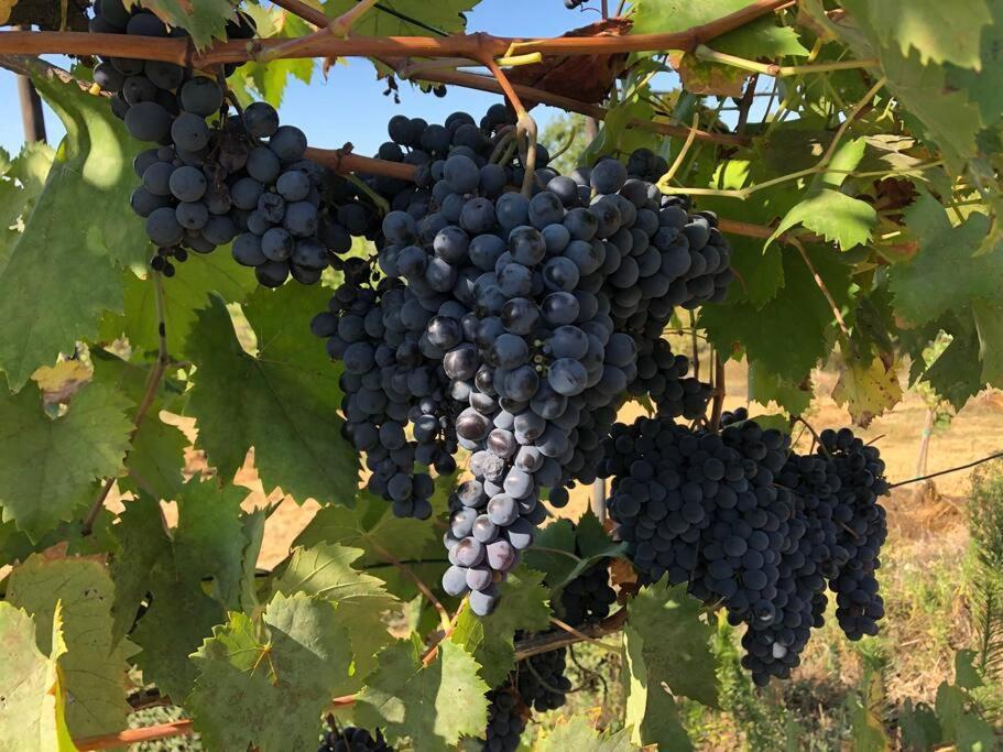 La Vigna Agriturismo Villa Сиена Екстериор снимка