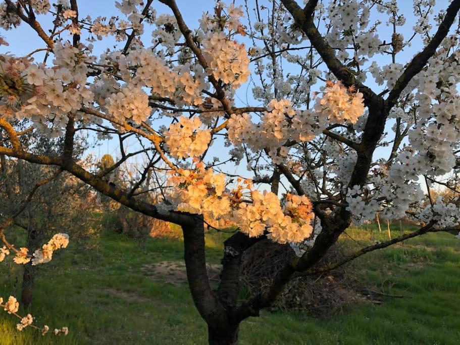 La Vigna Agriturismo Villa Сиена Екстериор снимка