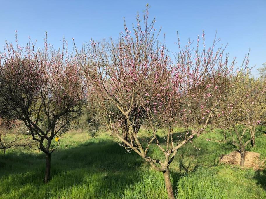 La Vigna Agriturismo Villa Сиена Екстериор снимка
