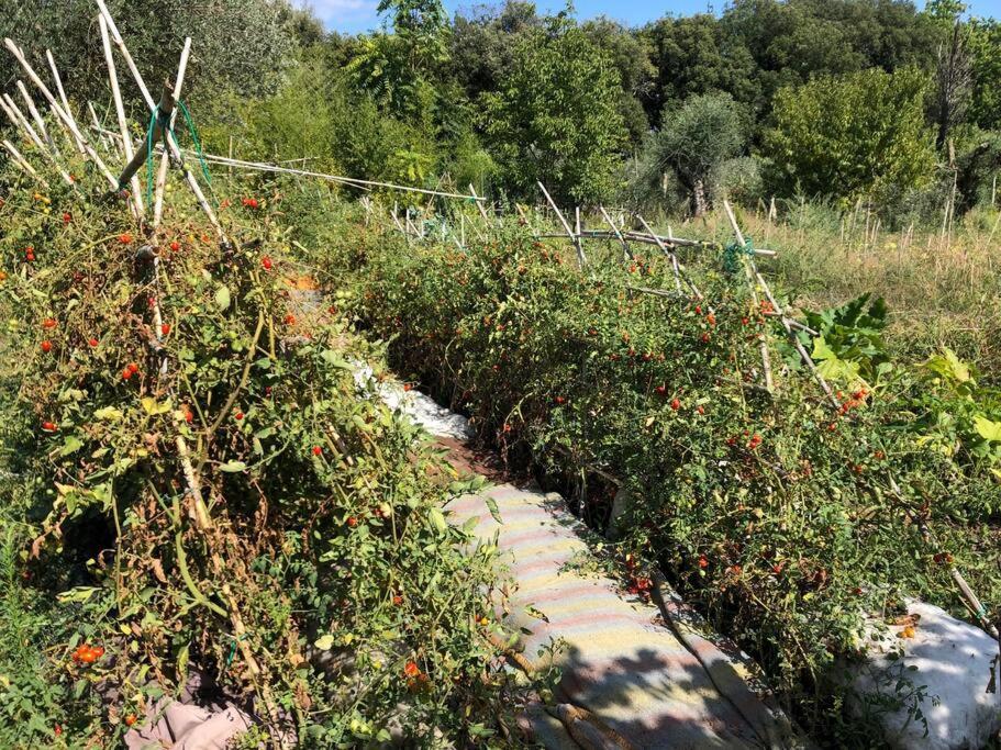 La Vigna Agriturismo Villa Сиена Екстериор снимка